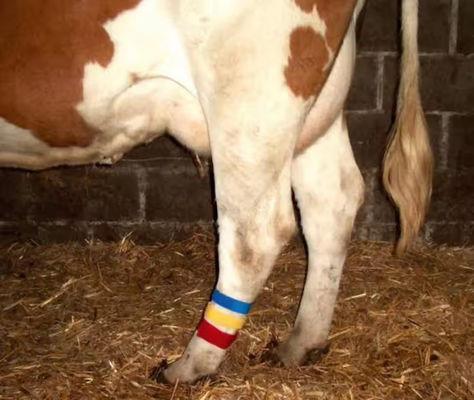 Cow Lag Hook Loop Velcro Band with Self Gripping Design and Various Color Selection